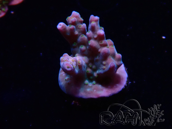 WYSIWYG RAH Acropora donei Hot Shot