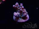 WYSIWYG RAH Acropora donei Hot Shot