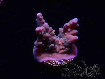 WYSIWYG RAH Acropora donei Hot Shot