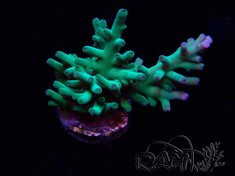 WYSIWYG ORA Acropora turaki Hawkins