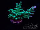 WYSIWYG ORA Acropora turaki Hawkins 5U1