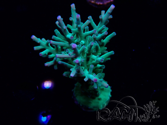 WYSIWYG ORA Acropora turaki Hawkins