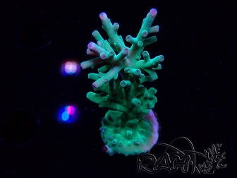 WYSIWYG ORA Acropora turaki Hawkins