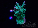 WYSIWYG ORA Acropora turaki Hawkins