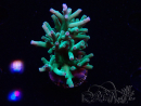 WYSIWYG ORAAcropora turaki Hawkins