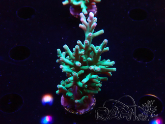 WYSIWYG ORA Acropora turaki Hawkins