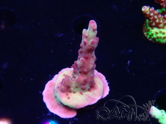 WYSIWYG RAH Acropora Nightshade