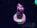 WYSIWYG RAH Acropora Nightshade 5U8