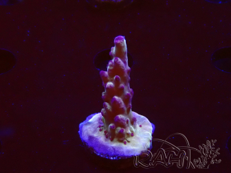 WYSIWYG RAH Acropora Nightshade