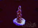 WYSIWYG RAH Acropora Nightshade
