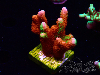 WYSIWYG WWC Montipora Contraband Digitata 5V1