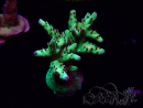 WYSIWYG RAH Acropora Bogani 5V6