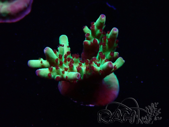 WYSIWYG RAH Acropora Bogani 5V7