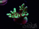WYSIWYG RAH Acropora Bogani 5V7