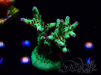 WYSIWYG RAH Acropora Bogani