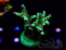 WYSIWYG RAH Acropora Bogani 5V8