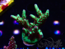 WYSIWYG RAH Acropora Bogani 5V9