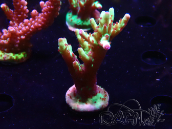 WYSIWYG RAH Acropora Bogani