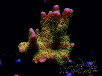 WYSIWYG - RAH Montipora Silly Salmon