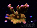 WYSIWYG - RAH Montipora Silly Salmon 5Z4