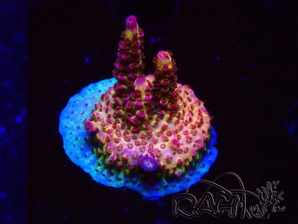 WYSIWYG - Acropora PC Rainbow