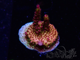 WYSIWYG - Acropora PC Rainbow