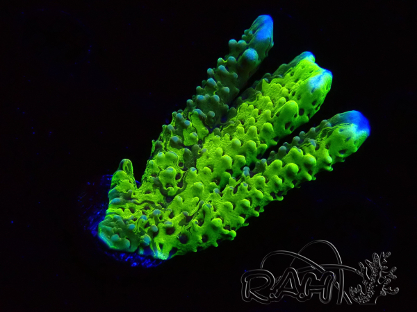 WYSIWYG - CB Incredible Hulk Montipora GRAFTED