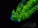 WYSIWYG - CB Incredible Hulk Montipora GRAFTED 5L3