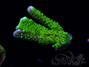 WYSIWYG - CB Incredible Hulk Montipora GRAFTED