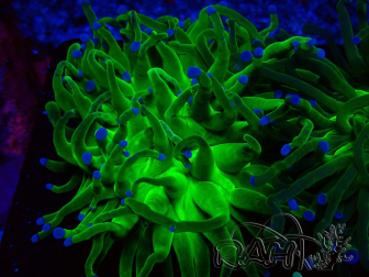 WYSIWYG Euphyllia glabrescens (Mariculture acclimaté sous LED) 8A1