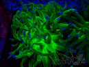 WYSIWYG Euphyllia glabrescens (Mariculture acclimaté sous LED) 8A1