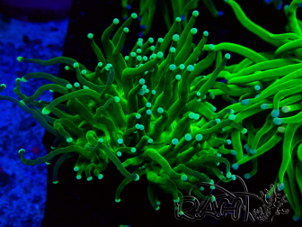 WYSIWYG Euphyllia glabrescens (Unter LED akklimatisierte Marikultur) 8A2