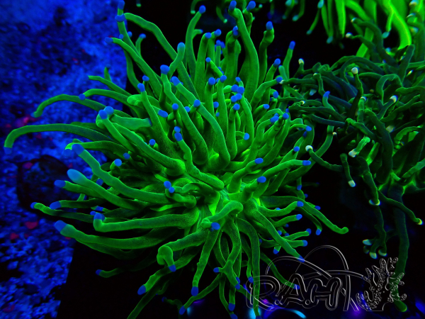 WYSIWYG Euphyllia glabrescens (Maricultured acclimated under LED) 8A3