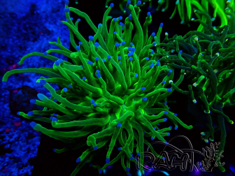 WYSIWYG Euphyllia glabrescens (Mariculture acclimaté sous LED) 8A3