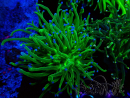 WYSIWYG Euphyllia glabrescens (unter LED akklimatisierte Marikultur) 8A3