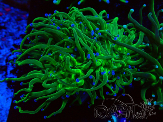 WYSIWYG Euphyllia glabrescens (Maricoltura acclimatata sotto LED) 8A4