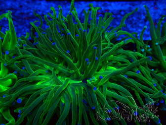 WYSIWYG Euphyllia glabrescens (Maricoltura acclimatata sotto LED) 8A5