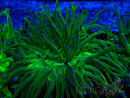 WYSIWYG Euphyllia glabrescens (Maricoltura acclimatata sotto LED) 8A5