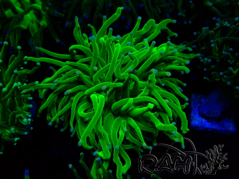WYSIWYG Euphyllia glabrescens (Mariculture acclimated under LED) 8A6