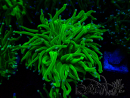 WYSIWYG Euphyllia glabrescens (Maricoltura acclimatata sotto LED) 8A6