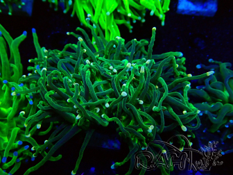 WYSIWYG Euphyllia glabrescens (Maricultura aclimatada bajo LED) 8M1