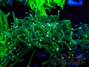 WYSIWYG Euphyllia glabrescens (Mariculture acclimaté sous LED) 8A7