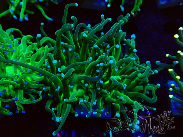 WYSIWYG Euphyllia glabrescens (Mariculture acclimaté sous LED) 8A8