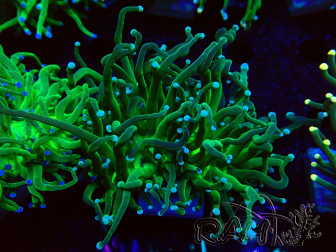 WYSIWYG Euphyllia glabrescens (Marikultur, akklimatisiert unter LED) 8M2