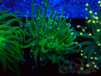 WYSIWYG Euphyllia glabrescens (Maricoltura acclimatata sotto LED) 8B1