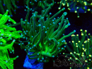 WYSIWYG Euphyllia glabrescens (Maricultura aclimatada bajo LED) 8B2