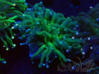 WYSIWYG Euphyllia glabrescens (Maricultura aclimatada bajo LED) 8B3