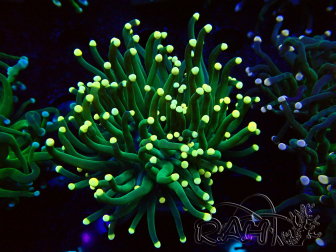 WYSIWYG Euphyllia glabrescens (Mariculture acclimaté sous LED) 8B4