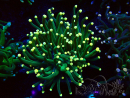 WYSIWYG Euphyllia glabrescens (Mariculture acclimaté sous LED) 8B4