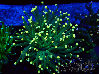 WYSIWYG Euphyllia glabrescens (Mariculture acclimated under LED) 8B5